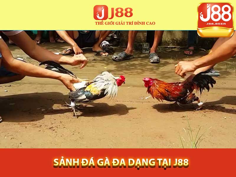 J88- Sảnh đá gà