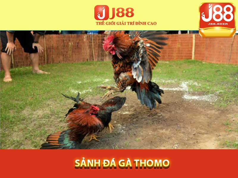 Sảnh Đá Gà J88