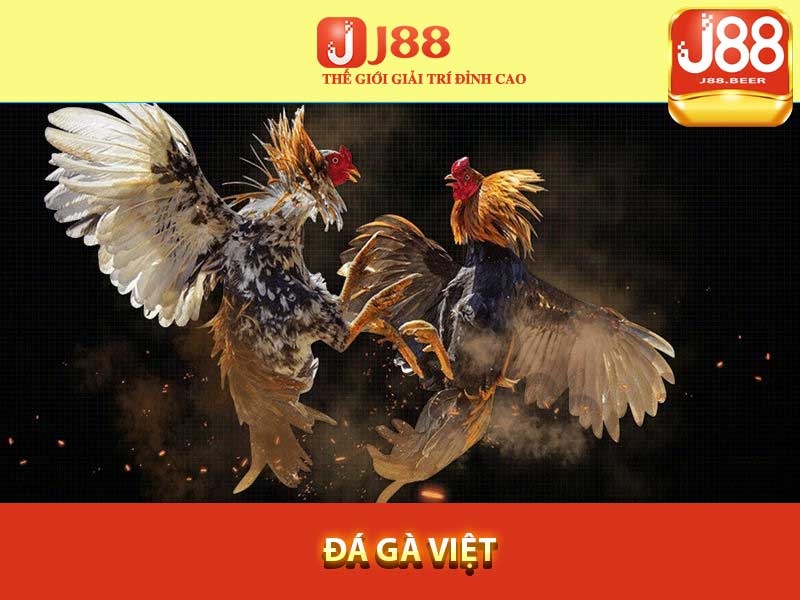 Sảnh đá gà việt J88